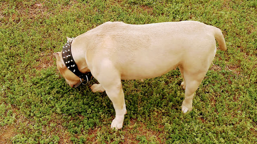 Atlanta Bully Ranch