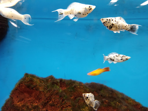 Pet Supply Store «Petco Animal Supplies», reviews and photos, 22000 Dulles Retail Plaza #110, Sterling, VA 20166, USA