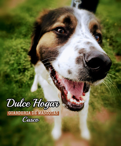 Opiniones de Dulce Hogar Guardería de Mascotas Cusco en Cusco - Guardería