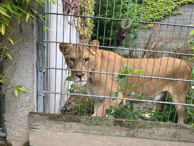 Rezensionen über Plättli-Zoo AG in Frauenfeld - Café