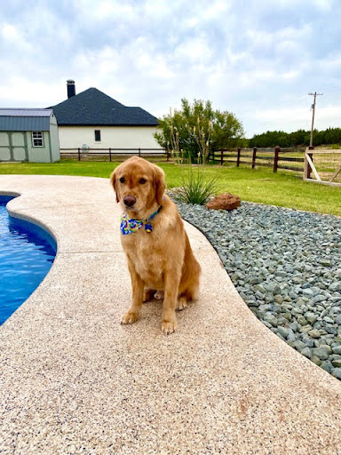Suite Life Pet Resort & Spa
