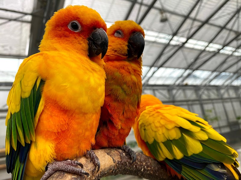 掛川花鳥園 静岡県掛川市南西郷 テーマ パーク 遊園地 グルコミ