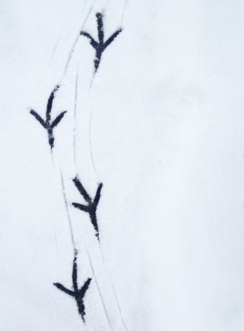 Explore forearm cross tattoo ideas, creative tattoo ideas in Palestine, available at Eye Candy Creations