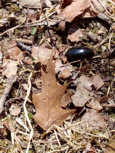 Nature Preserve «Leonard Preserve», reviews and photos, N Union St, Manchester, MI 48158, USA