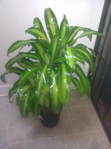 Florist «Flowers by Monica», reviews and photos, 9210 Homestead Rd a, Houston, TX 77016, USA