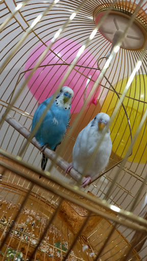 محل طيور وحيوانات 