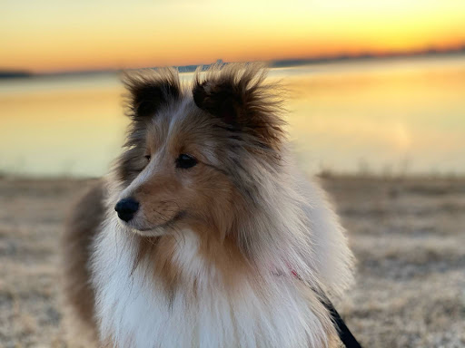 Pet Supply Store «PetSmart», reviews and photos, 19075 Interstate 45 S, Shenandoah, TX 77385, USA