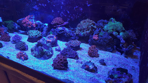 Tropical Fish Store «Fishland», reviews and photos, 13155 Westheimer Rd #114, Houston, TX 77077, USA