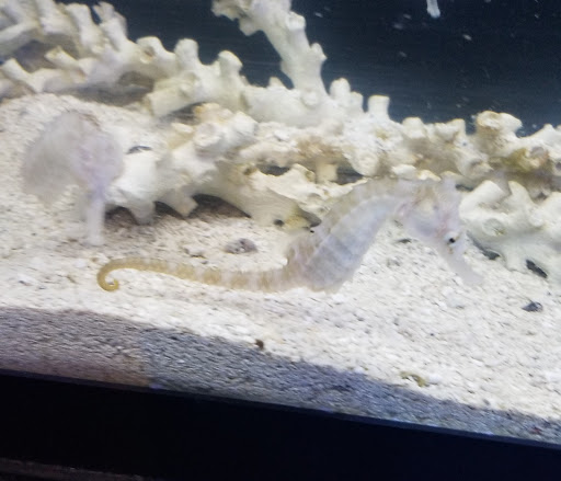 Tropical Fish Store «Wet Pets», reviews and photos, 520 Hartford Turnpike # X, Vernon, CT 06066, USA