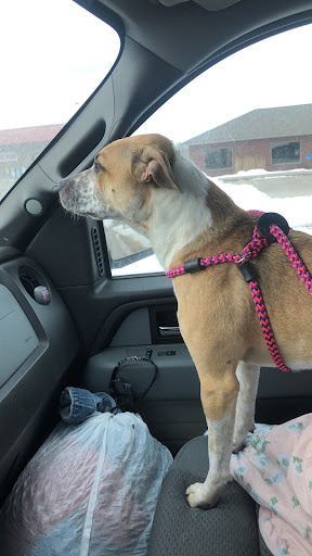 Pet Supply Store «Brown Dog Bakery», reviews and photos, 2310 SE Delaware Ave, Ankeny, IA 50021, USA