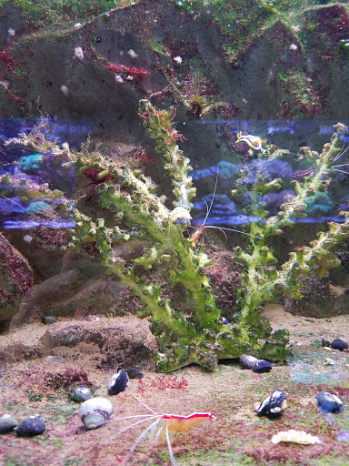 Pet Store «Wet Pets And Friends», reviews and photos, 3695 Washington Rd, Canonsburg, PA 15317, USA