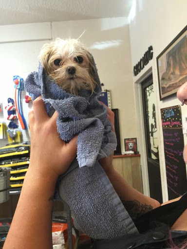 Pet Groomer «Spoiled Petz Pet Store and Grooming», reviews and photos, 12030 Donner Pass Rd #1, Truckee, CA 96161, USA