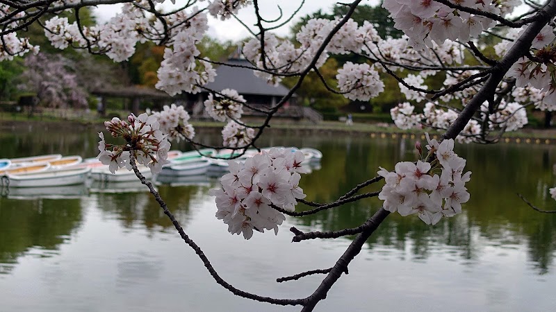 千葉公園の桜