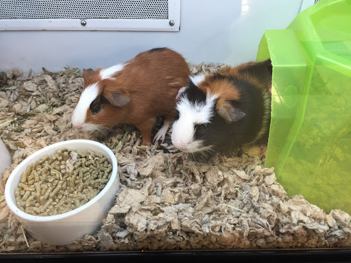 Pet Supply Store «Petco», reviews and photos, 590 E Waterfront Dr, Homestead, PA 15120, USA