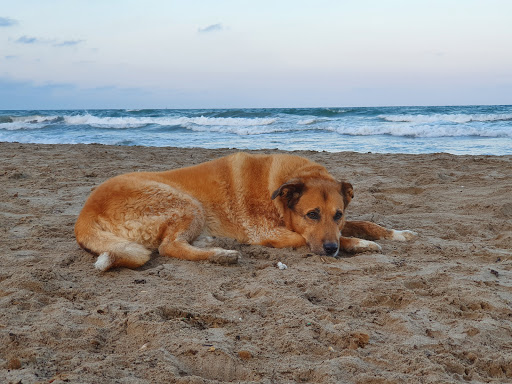 Clínica Veterinaria El Carmen en Valencia