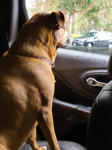 Coffee Shop «Dutch Bros Coffee», reviews and photos, 8940 SW Hall Blvd, Portland, OR 97223, USA