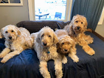 Quality Canine Care - Photo 5 - Car repair in , Paterson