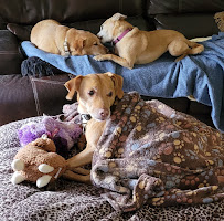 Petco - Photo 4 - Car repair in College Station, TX, College Station