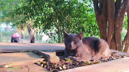 Lugares para adoptar gatos en Bucaramanga