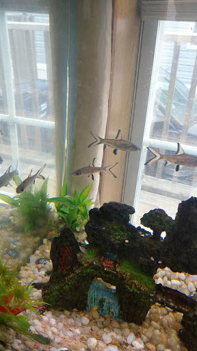 Pet Store «Odd Lot Pet Shop», reviews and photos, 7769 S Harlem Ave, Bridgeview, IL 60455, USA