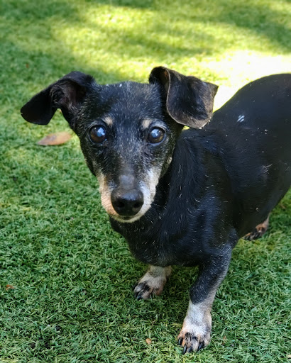 Pet Groomer «Luba`s Pet Grooming Studio», reviews and photos, 2782 Park St, Jacksonville, FL 32205, USA