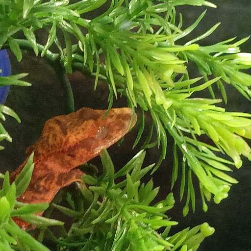 Pet Store «Pet Cove», reviews and photos, 820 E Center St, Kingsport, TN 37660, USA