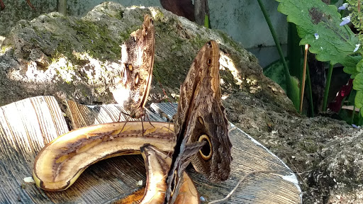 Natural History Museum «Florida Museum of Natural History», reviews and photos, 3215 Hull Rd, Gainesville, FL 32611, USA