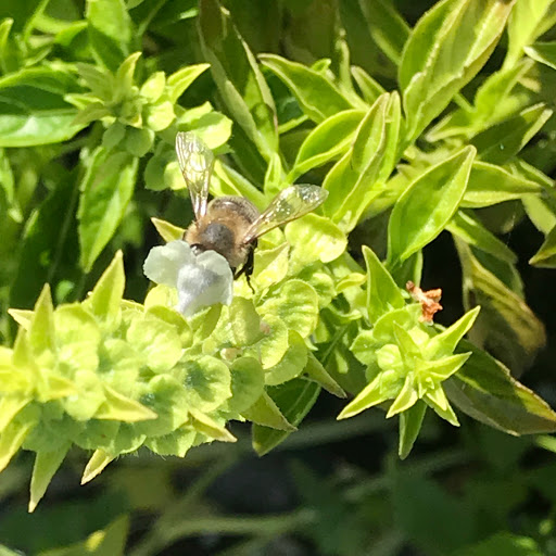 Hardware Store «Laurel Ace Hardware», reviews and photos, 4024 MacArthur Blvd, Oakland, CA 94619, USA