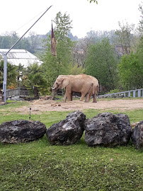 La Gare des Eléphants du Restaurant Le Tropical à Saint-Aignan - n°1