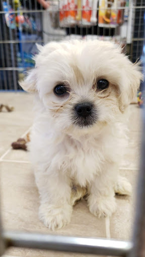 Pet Supply Store «Patriot Pets & Supplies-FL LLC», reviews and photos, 1242 Pine Island Rd # 47, Cape Coral, FL 33991, USA