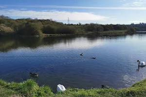 Buckpool and Fens Pool Local Nature Reserve image