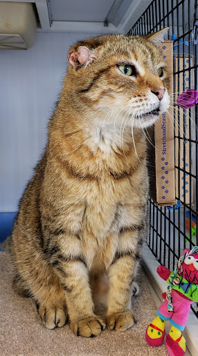 Pet Supply Store «Pet Supplies Plus», reviews and photos, 1258 Northlake Blvd, Lake Park, FL 33403, USA