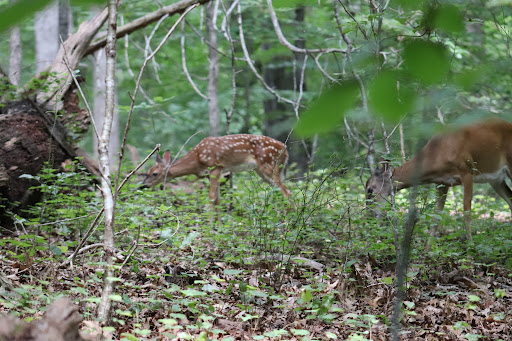 Nature Preserve «Piedmont Environmental Center», reviews and photos, 1220 Penny Rd, High Point, NC 27265, USA