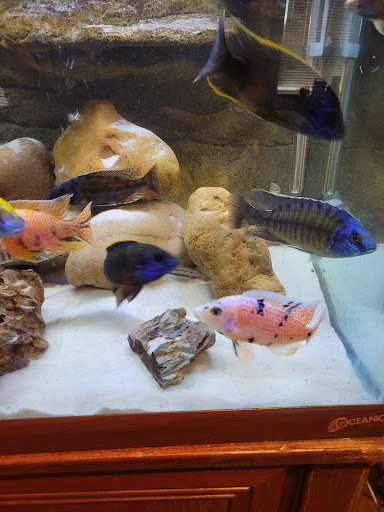 Tropical Fish Store «Xtreme Fish & Pets», reviews and photos, 11415 Bellaire Blvd # A, Houston, TX 77072, USA