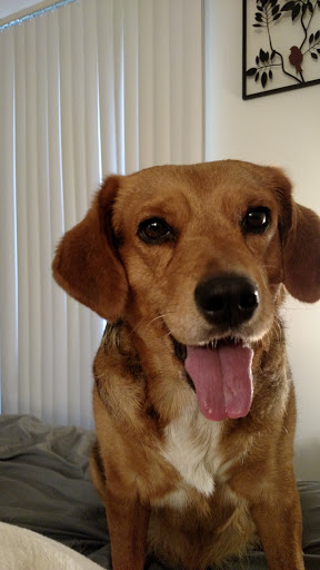 Pet Supply Store «Chow Hound Pet Supplies», reviews and photos, 5811 Byron Center Ave SW, Wyoming, MI 49519, USA