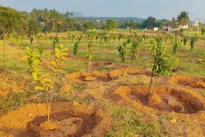 Project LIFE Plantation Site - Shoolagiri image