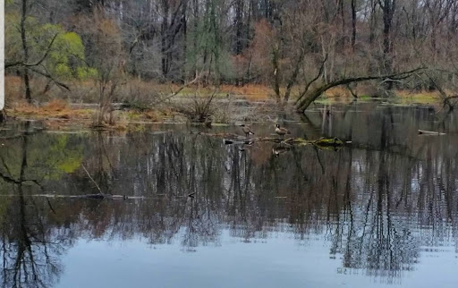 Nature Preserve «Reinstein Woods Nature Preserve», reviews and photos, 93 Honorine Dr, Depew, NY 14043, USA