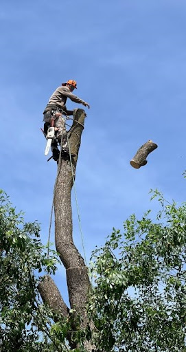 Ruiz Tree Service