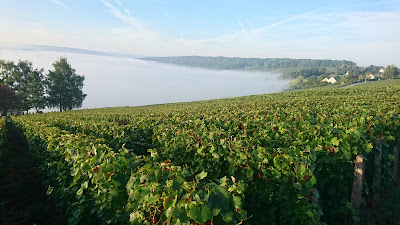 Champagne papelard commun à Bonneil