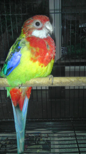 Pet Store «Premium Pet Store», reviews and photos, 1600 E Holt Ave, Pomona, CA 91767, USA