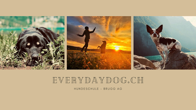 everydaydog.ch - Hundeschule