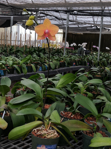 Florist «Dr Delphinium Flower & Orchid House», reviews and photos, 513 W Campbell Rd, Richardson, TX 75080, USA