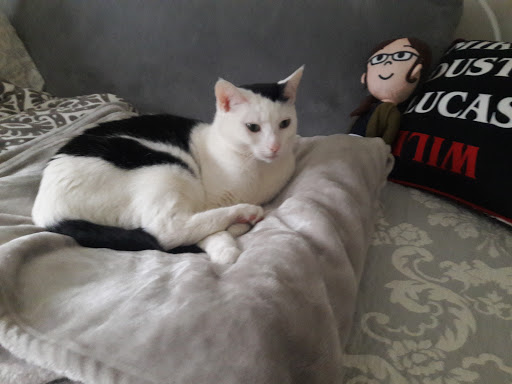 Pet Supply Store «PetSmart», reviews and photos, 70 Worcester-Providence Turnpike #240, Millbury, MA 01527, USA