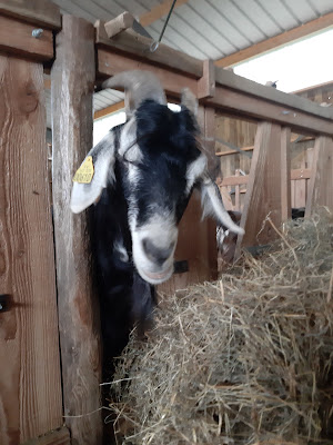 Ferme des ardoisières à Saint-Barthélemy-d'Anjou