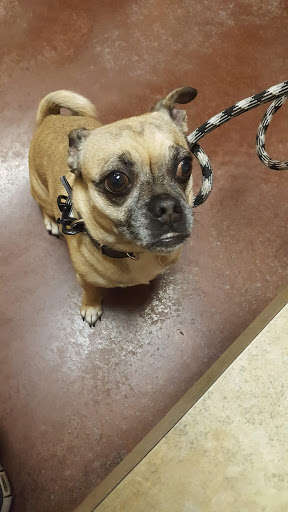 Pet Supply Store «PetSmart», reviews and photos, 3450 N Morrison Rd, Muncie, IN 47304, USA