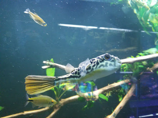 Pet Store «Fin-N-Feather», reviews and photos, 2931 F St, Eureka, CA 95501, USA