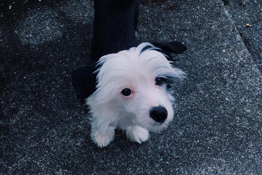 Pet Supply Store «Petco Animal Supplies», reviews and photos, 2001 15th Ave W b, Seattle, WA 98119, USA