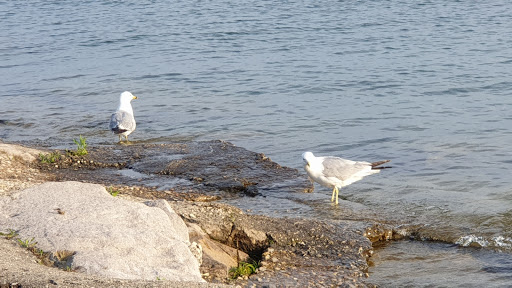 Amphitheater «Huntington Bank Pavilion at Northerly Island», reviews and photos, 1300 S Linn White Dr, Chicago, IL 60605, USA