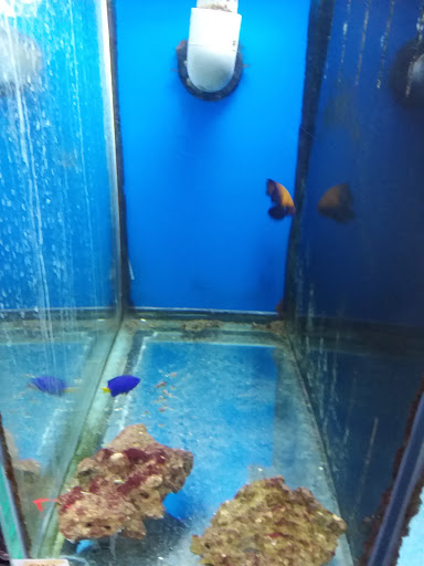 Pet Store «M V Pets», reviews and photos, 7429 S Westnedge Ave, Portage, MI 49002, USA