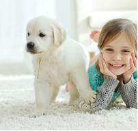 Boss Systems Carpet Cleaning - Photo 3 - Car repair in Provo, UT, Provo